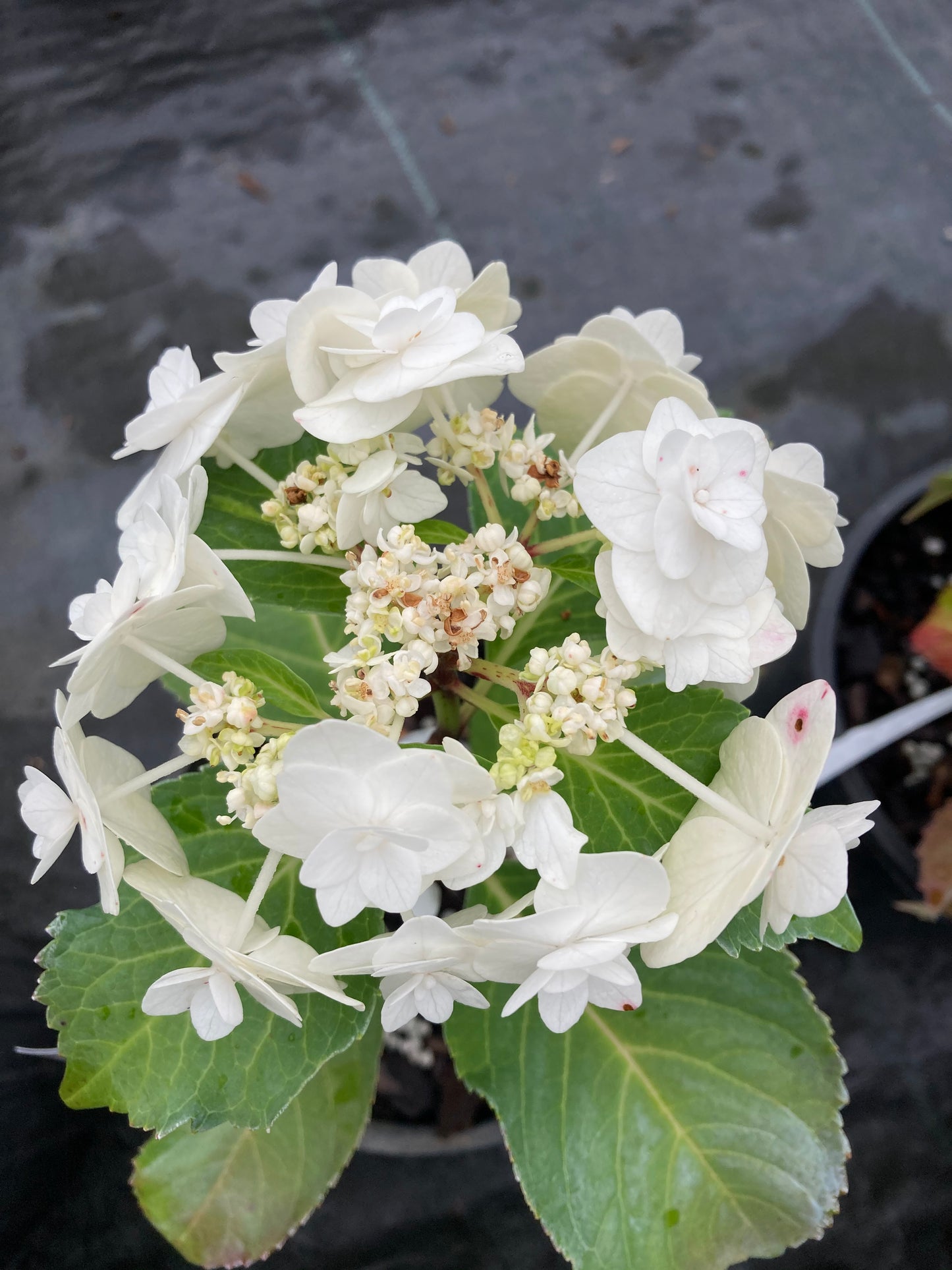 Hydrangea macrophylla 'Dancing Snow'