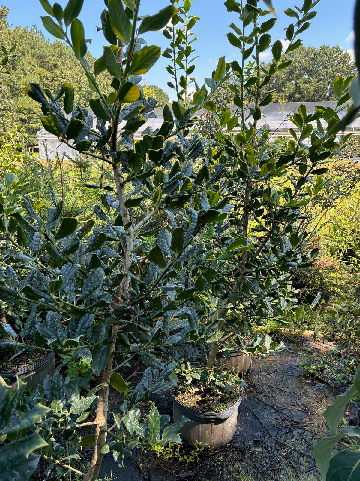 Ilex 'Hefcup'