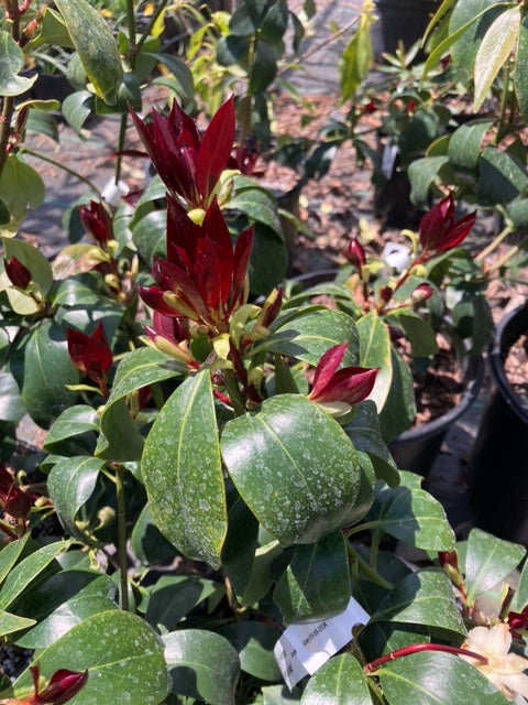 Illicium anisatum 'Murasaki-no-sato'