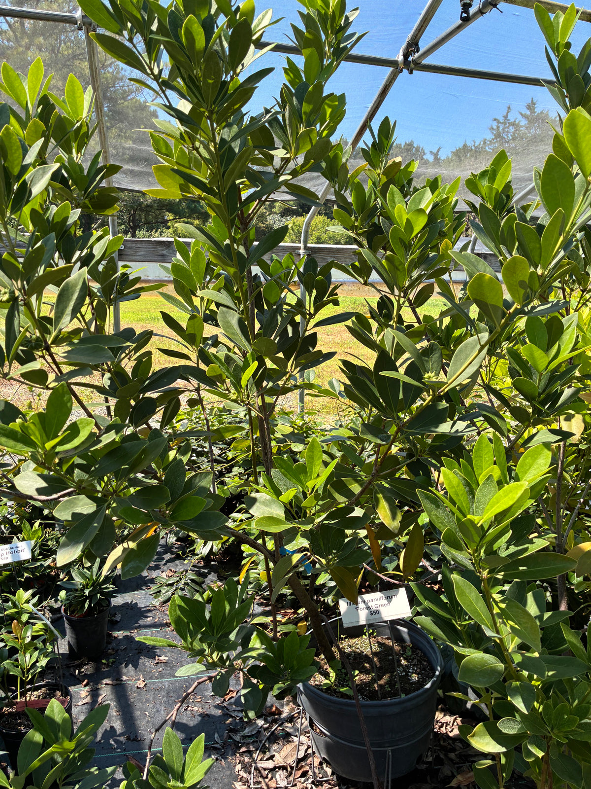 Illicium parviflorum 'Forest Green'