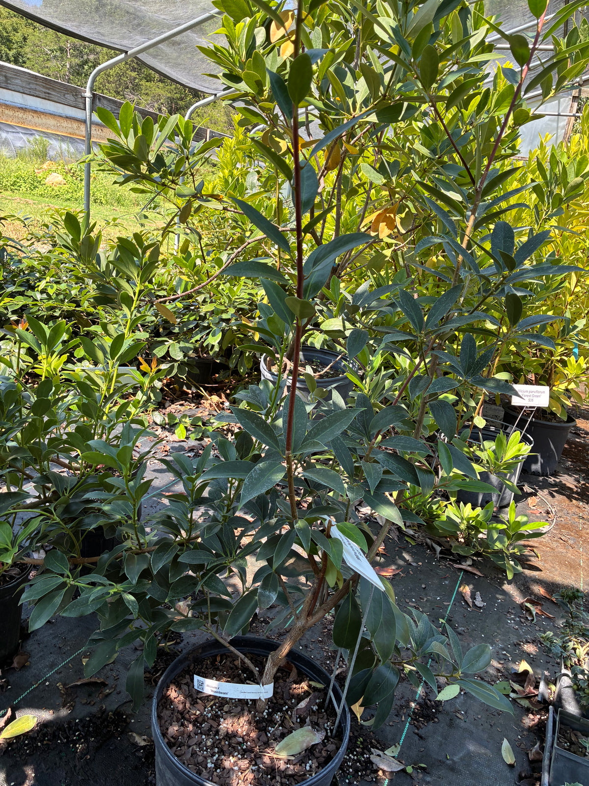Illicium 'Moonbeam'
