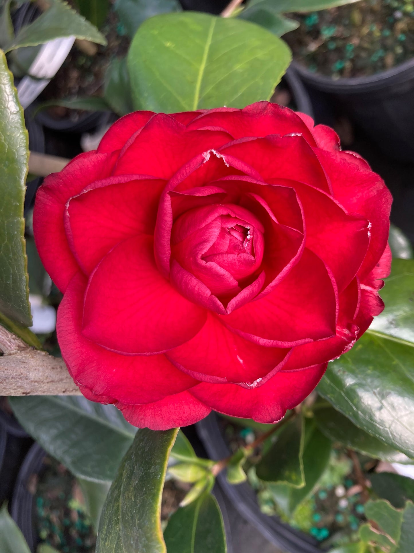 Camellia japonica 'John Harvard'