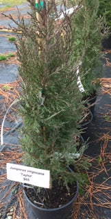 Juniperus virginiana 'Taylor'