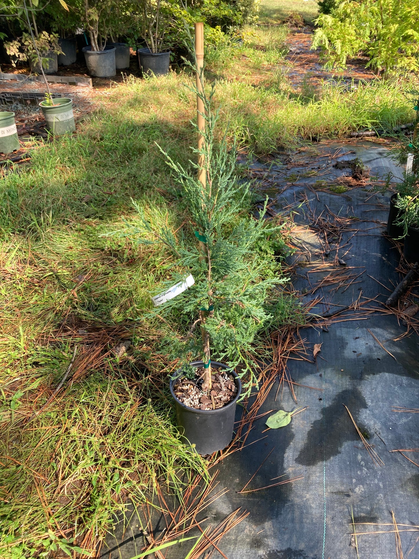 Juniperus virginiana 'Taylor'