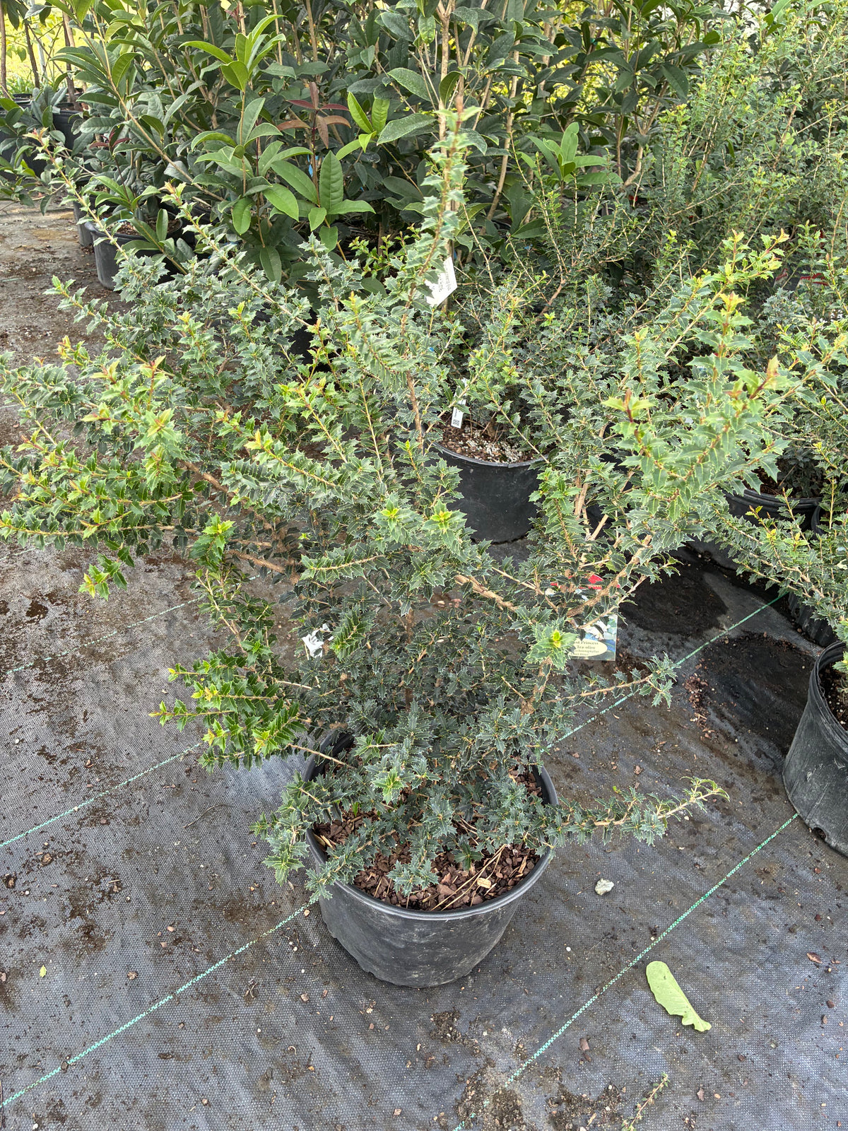Osmanthus heterophyllus 'Kaori Hime'