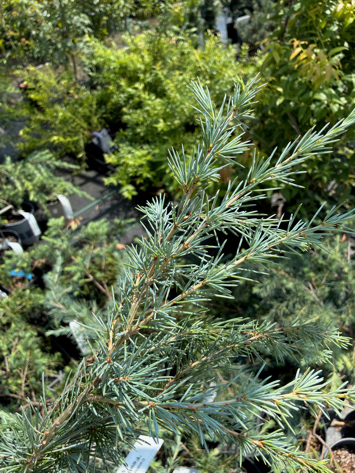 Cedrus deodara 'Karl Fuchs', pick up at nursery