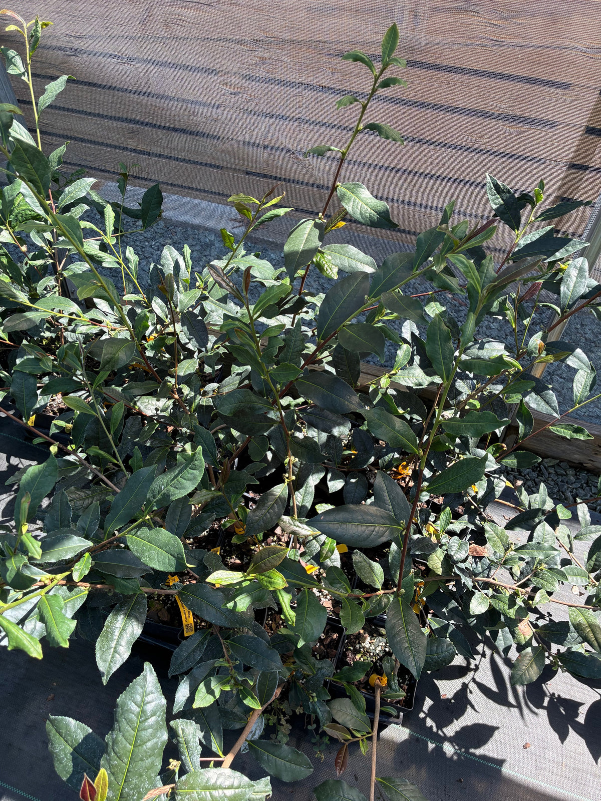 Camellia ptilophylla 'King Coco'