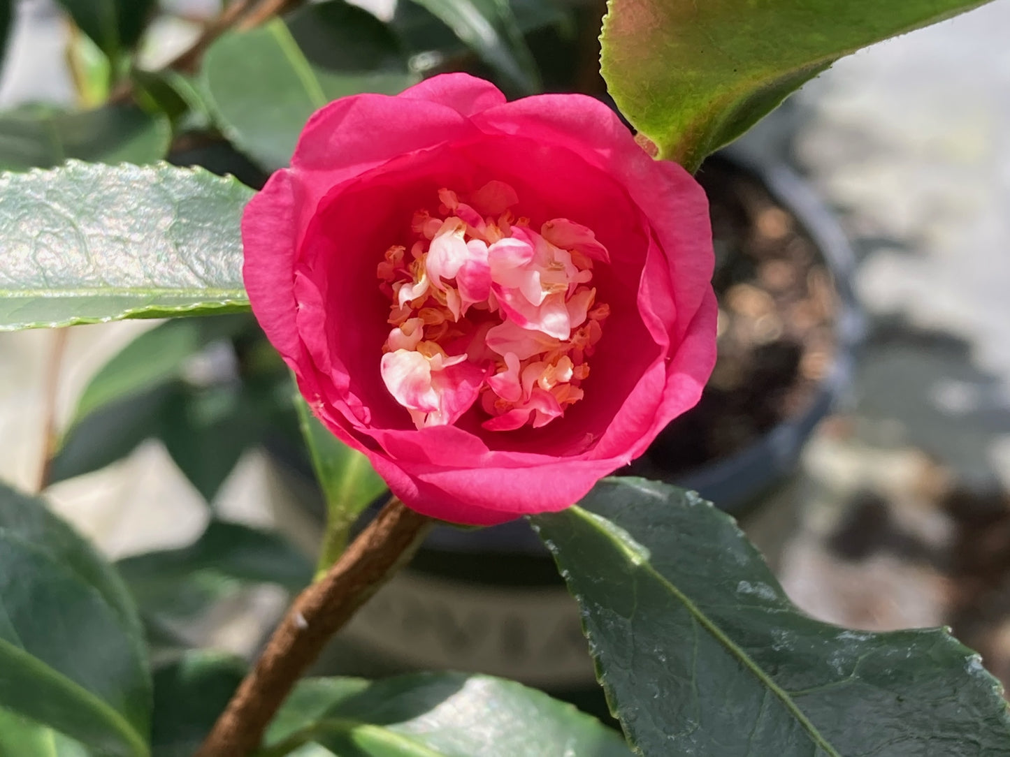 Camellia x 'Rosa Marie'