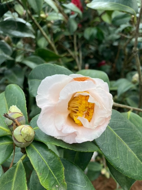 Camellia japonica 'Mrs. Bertha A. Harms Var'