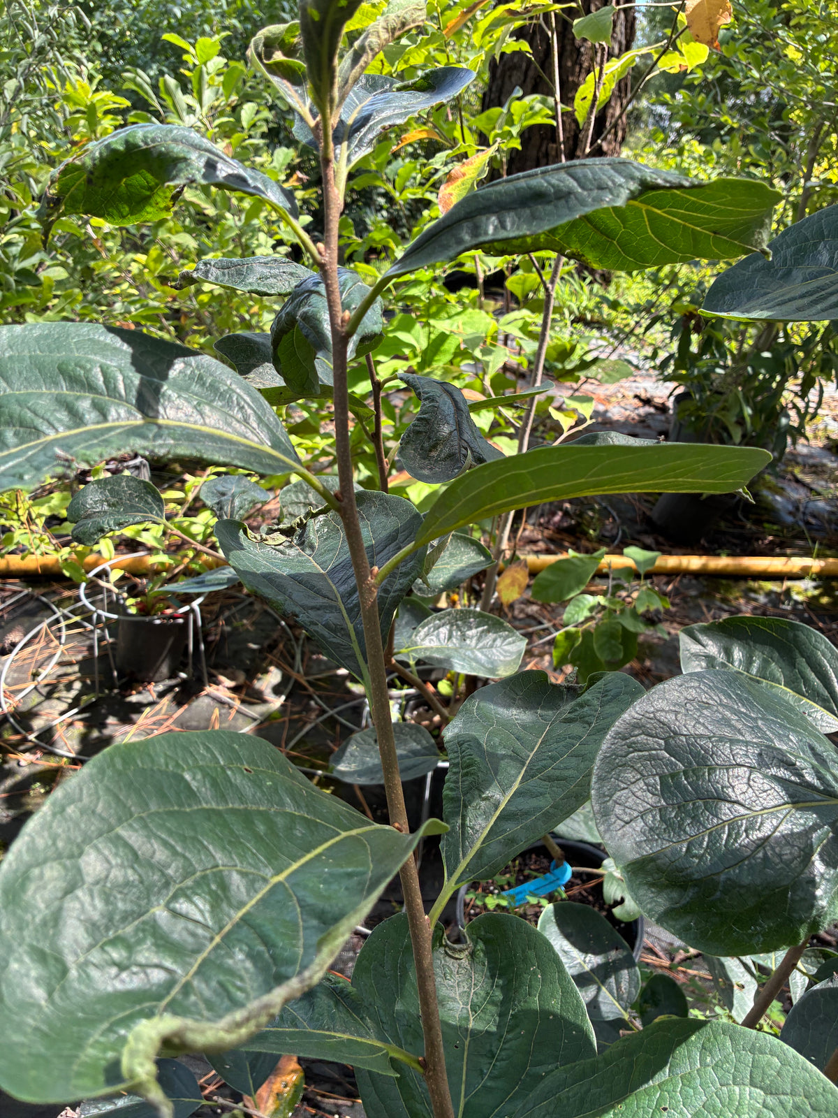 Diospyros 'Nikita's Gift'