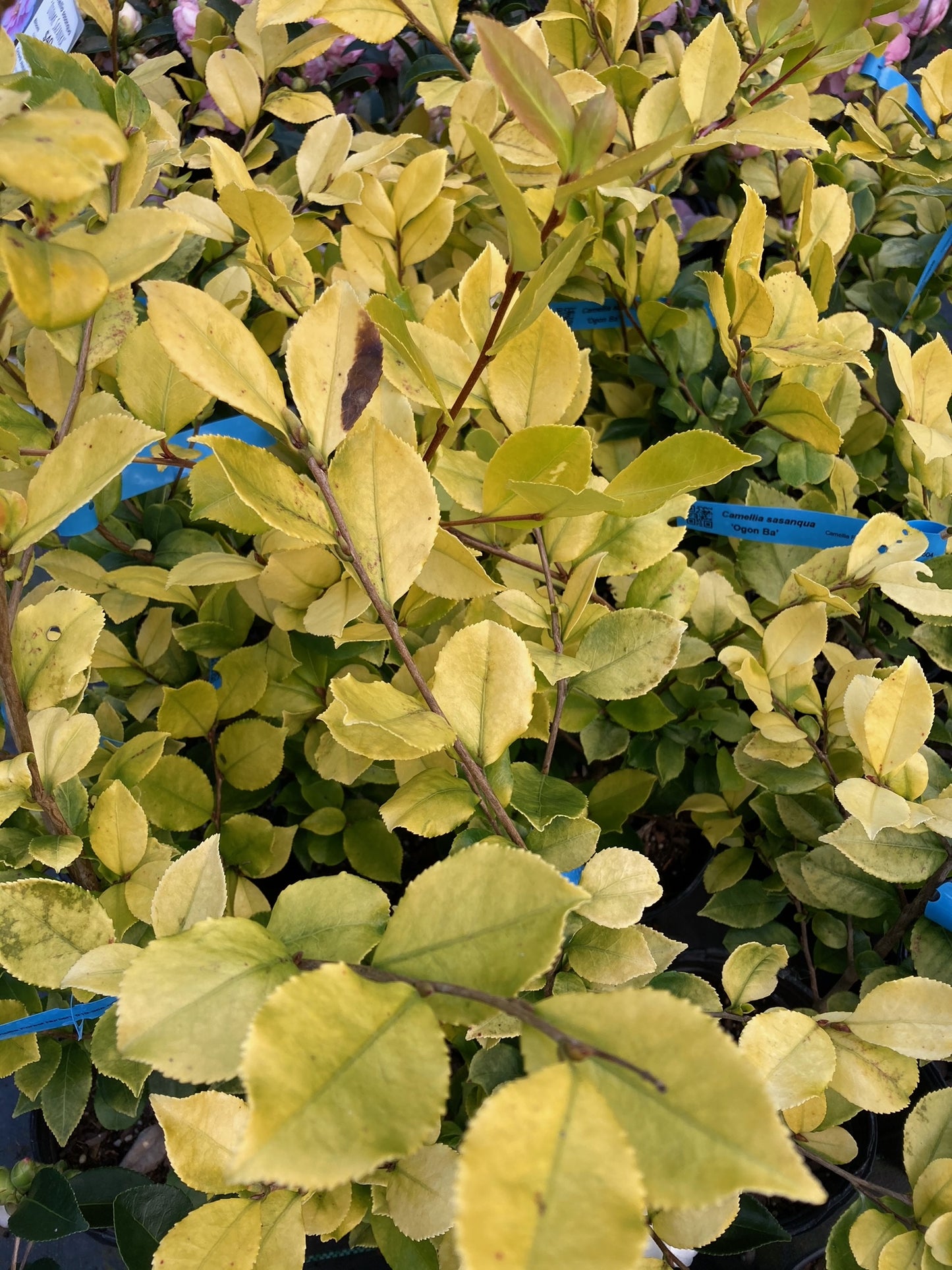 Camellia sasanqua 'Ogon Ba'