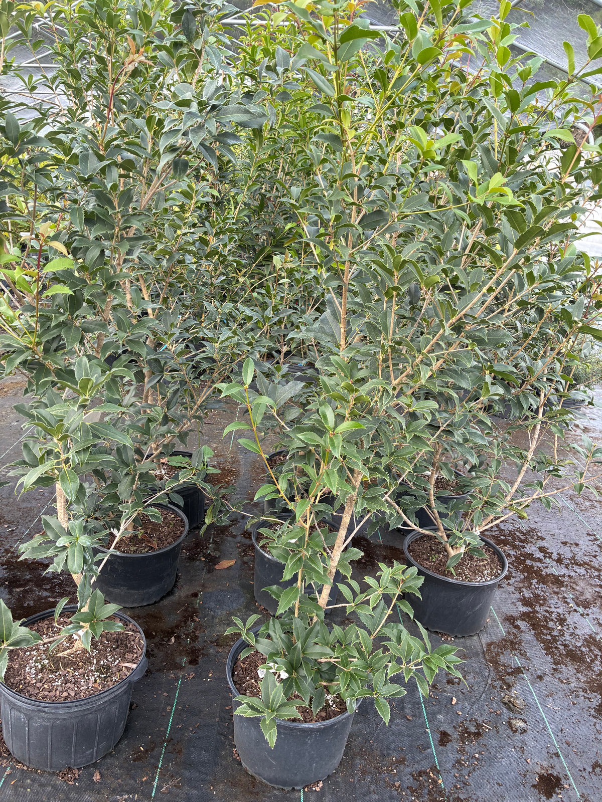 Osmanthus fortunei