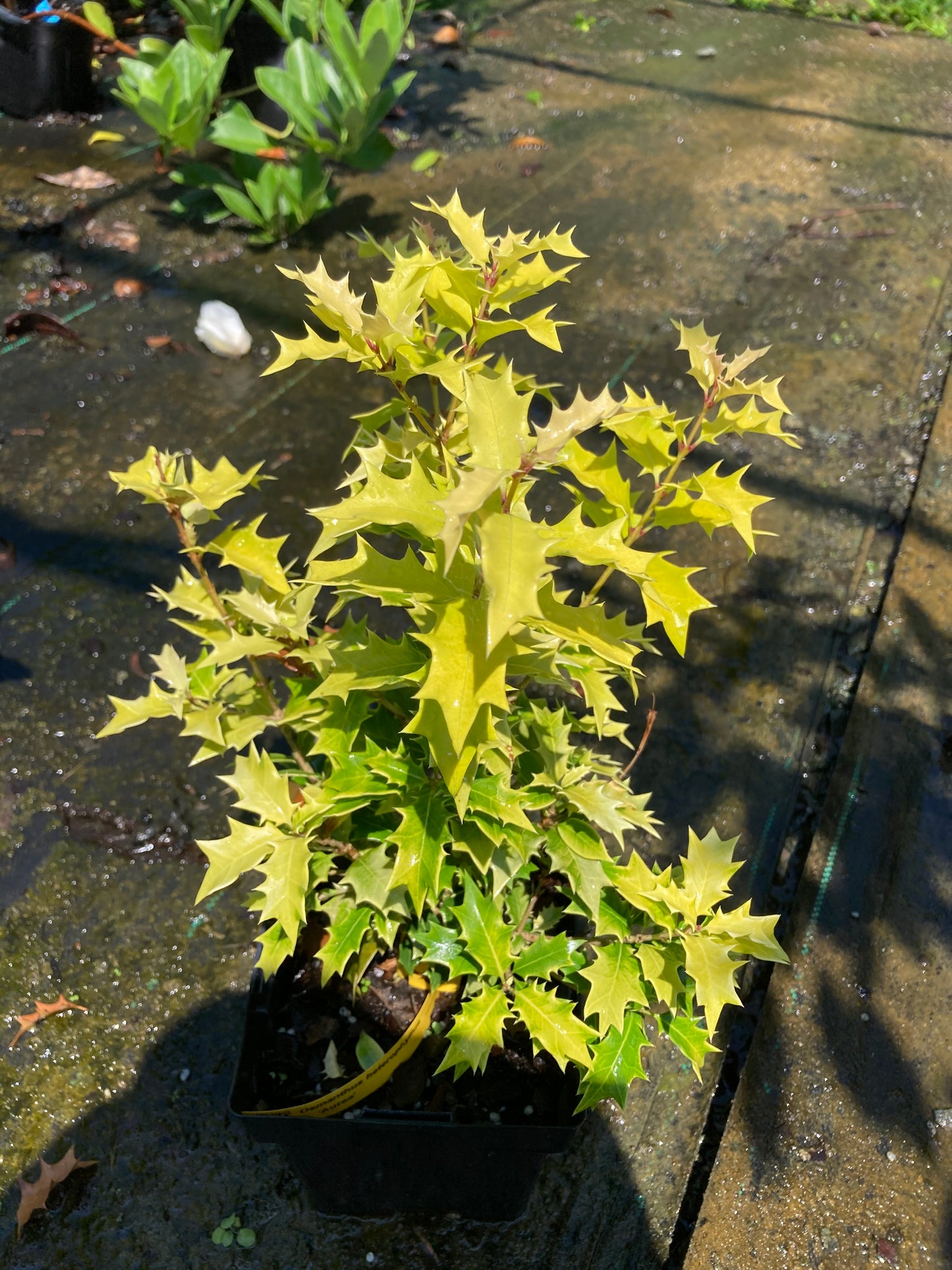 Osmanthus heterophyllus 'Aurea'