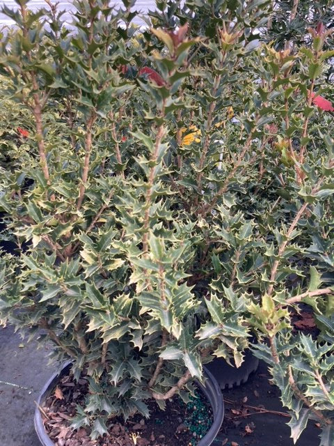 Osmanthus heterophyllus, 'sPg-3-021'/ Party Lights ™