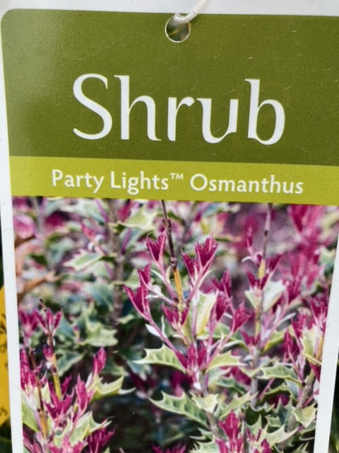 Osmanthus heterophyllus, 'sPg-3-021'/ Party Lights ™