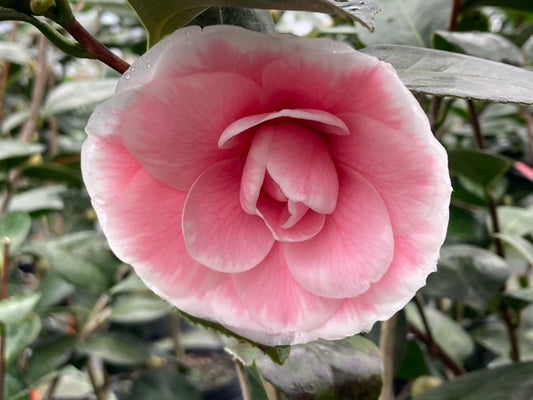 Camellia japonica 'Otome original #1'