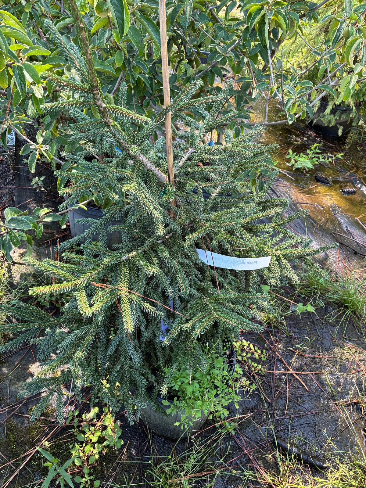Picea orientalis 'Spring Frost'