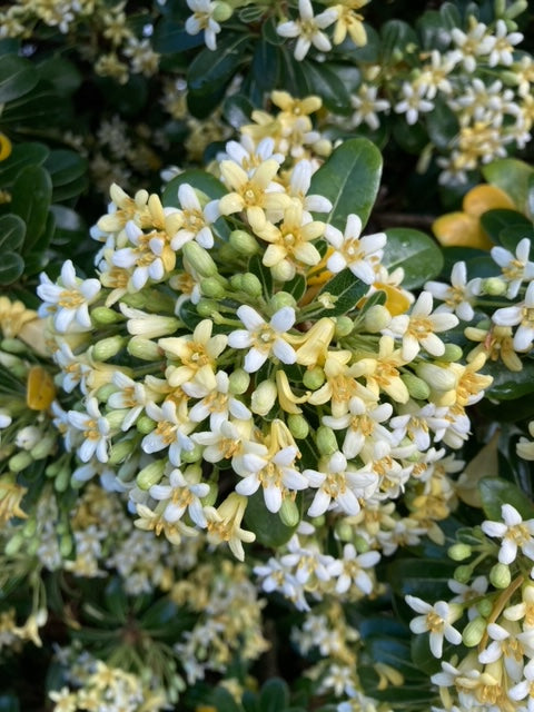 Pittosporum tobira 'Korean'
