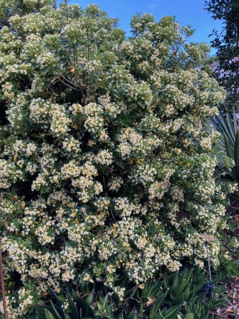 Pittosporum tobira 'Korean'