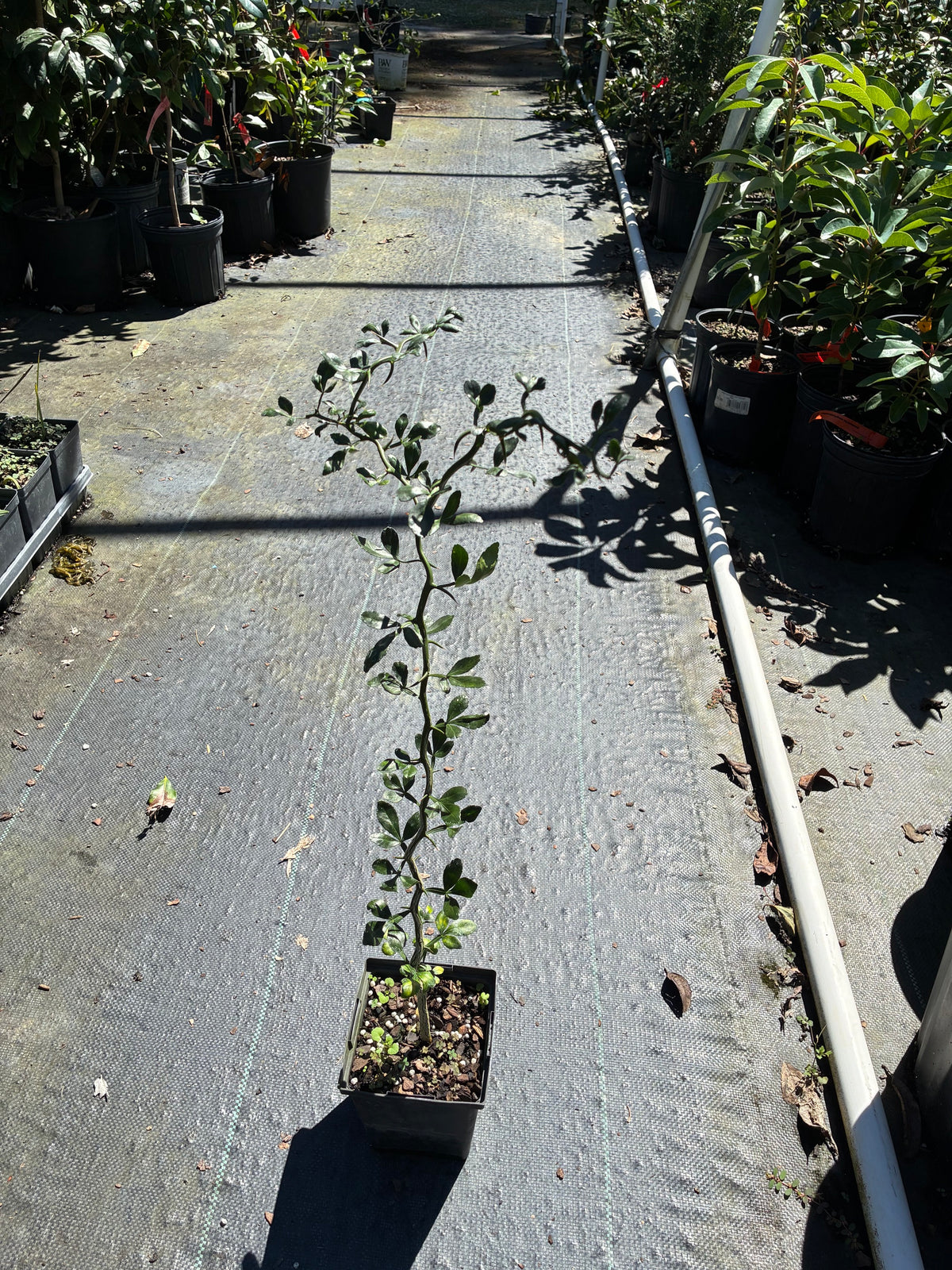 Poncirus trifoliata var. monstrosa, Hardy Orange