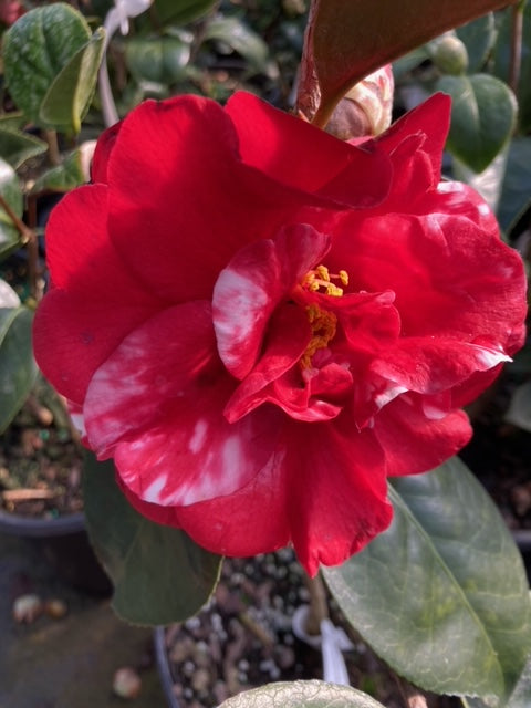 Camellia Japonica 'Red & White from Norfolk'