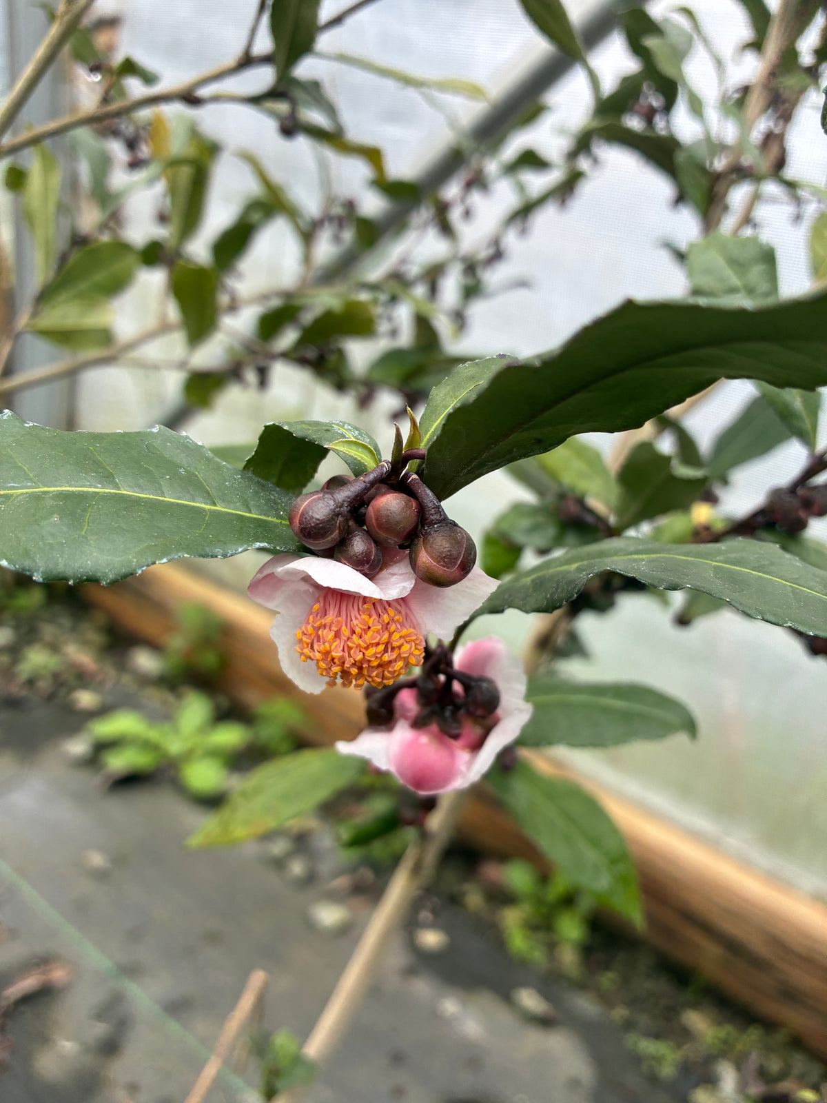 Camellia sinensis 'Rosea'