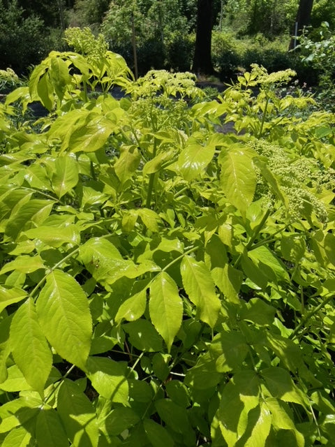 Sambucus canadensis 'Blonde Envy'