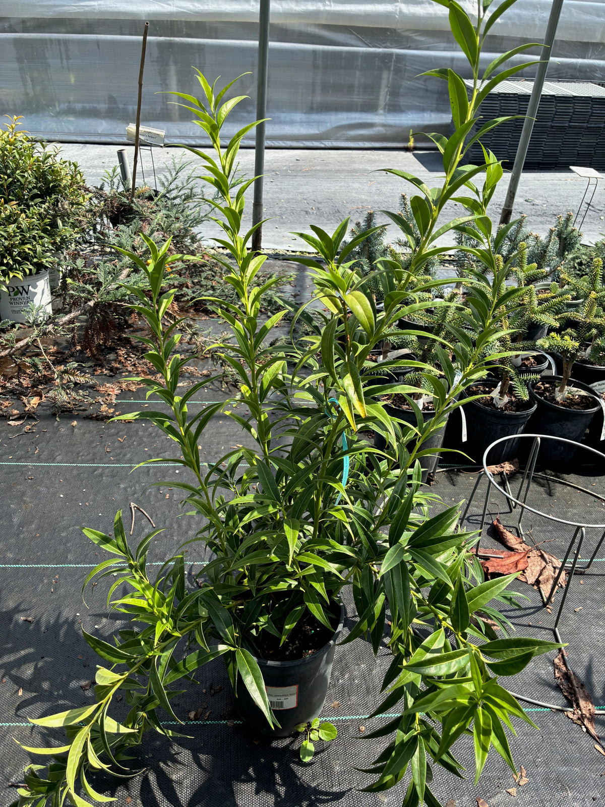 Sarcococca saligna