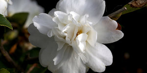 Fall blooming Camellia x 'Snow Flurry' at Camellia Forest Nursery, Camellia hybrid