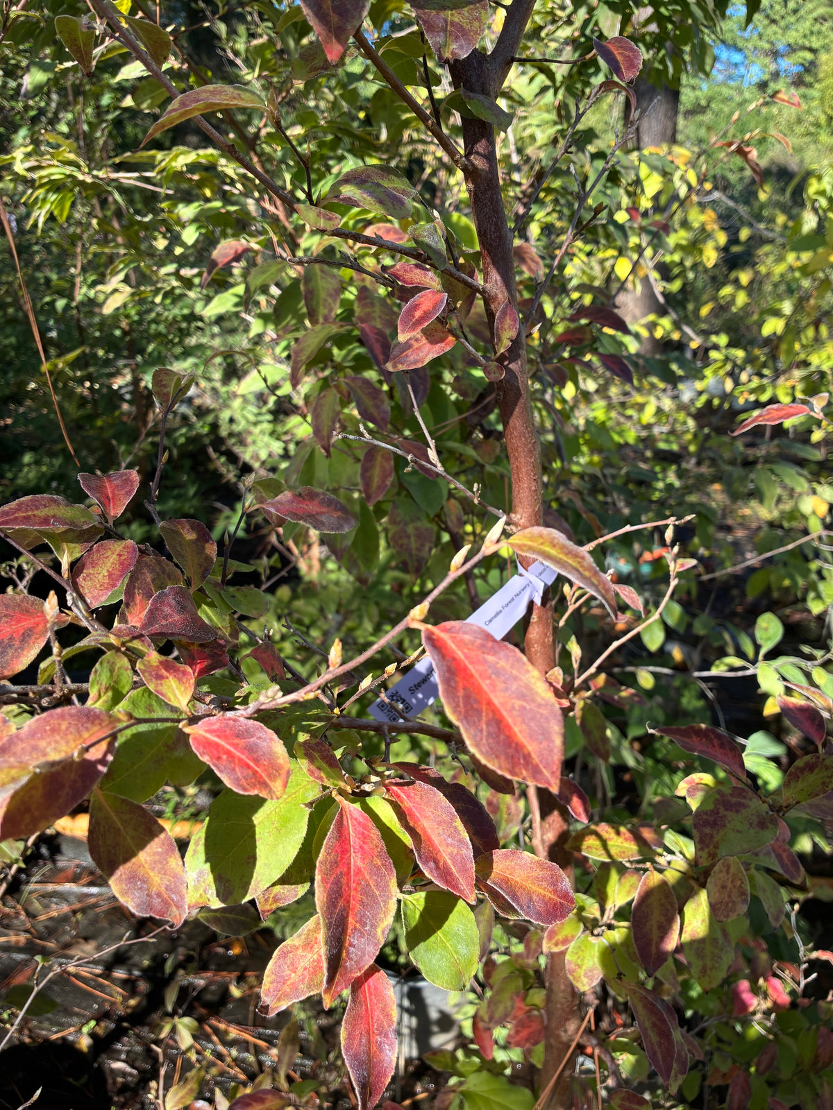 Stewartia hybrid (closer to Monodelpha)