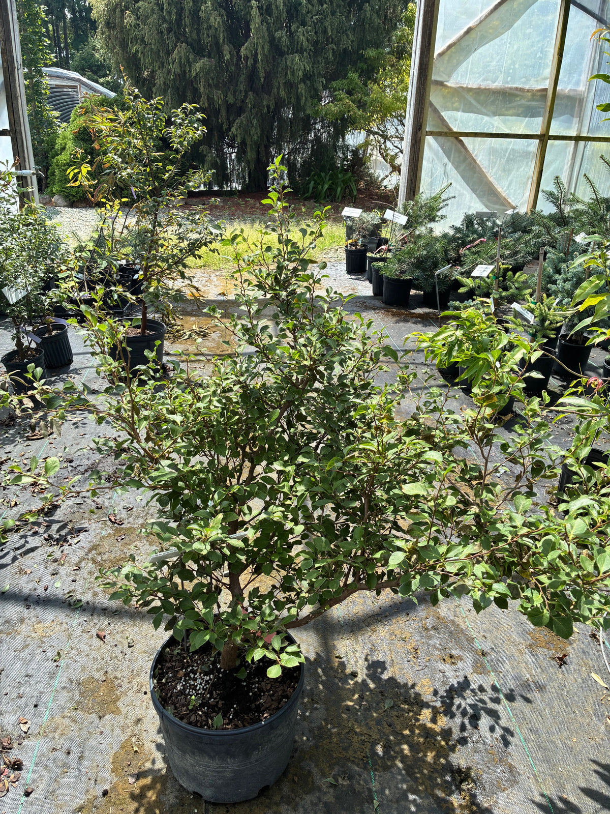 Styrax japonicus 'Pink Trinket'