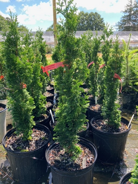 Thuja occidentalis 'Brobeck's Tower'