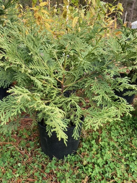 Thujopsis dolobrata var. hondai