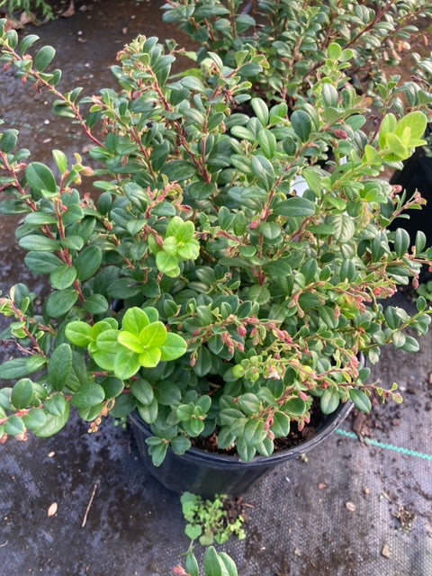 Vaccinium vitis-idaea - Lingonberry - Seeds