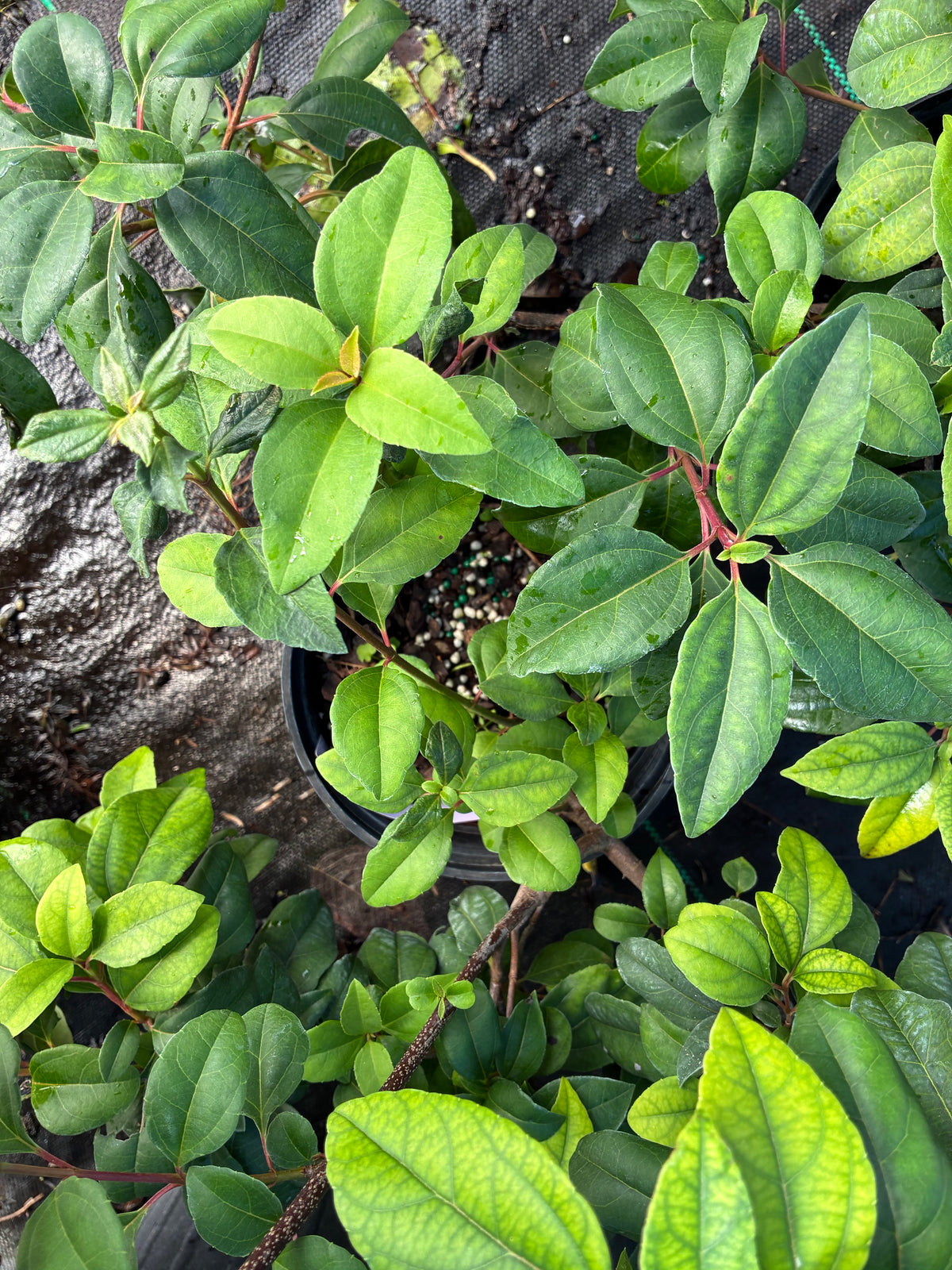 Viburnum taitoense