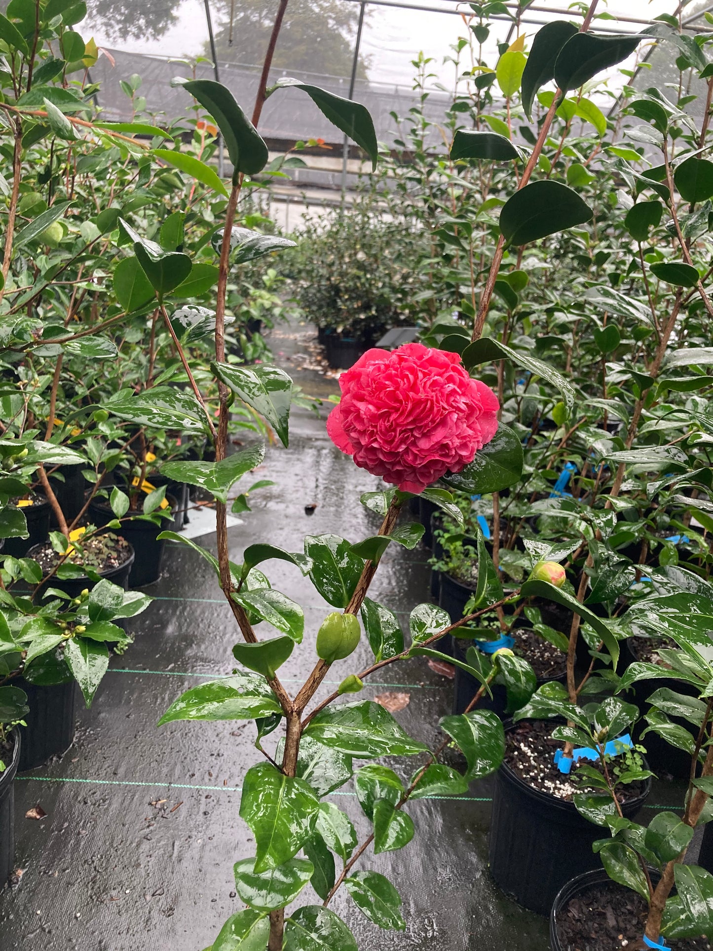 Camellia japonica 'Vida Pippy Erle'
