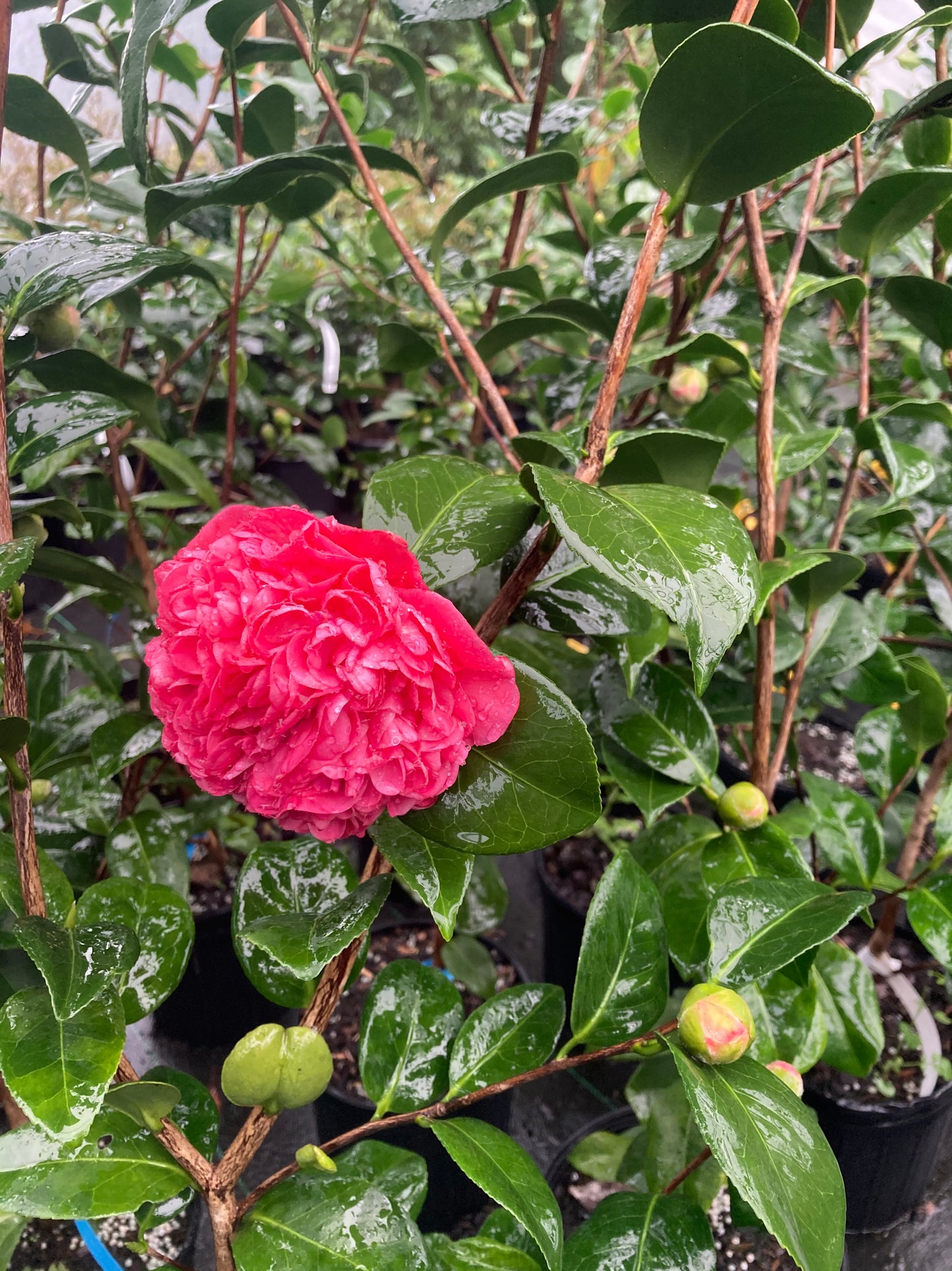 Camellia japonica 'Vida Pippy Erle'