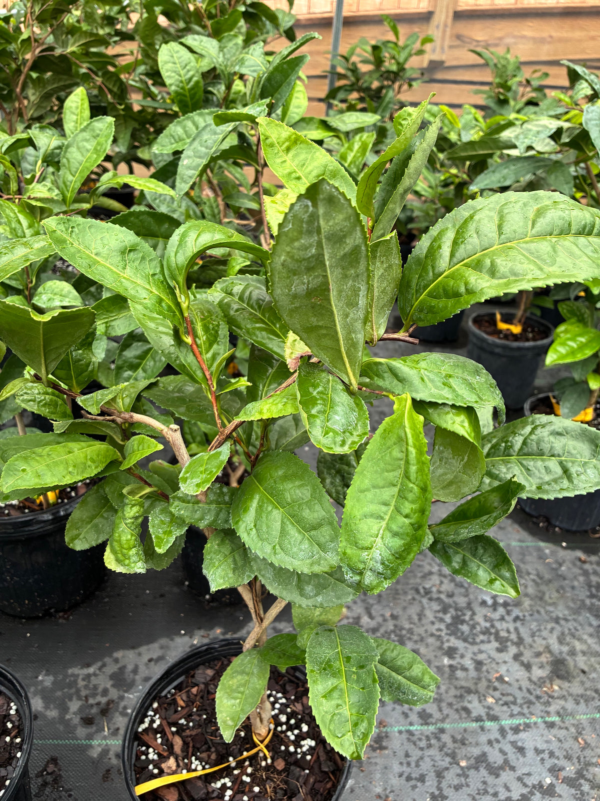 Camellia sinensis 'Yellow Tea'