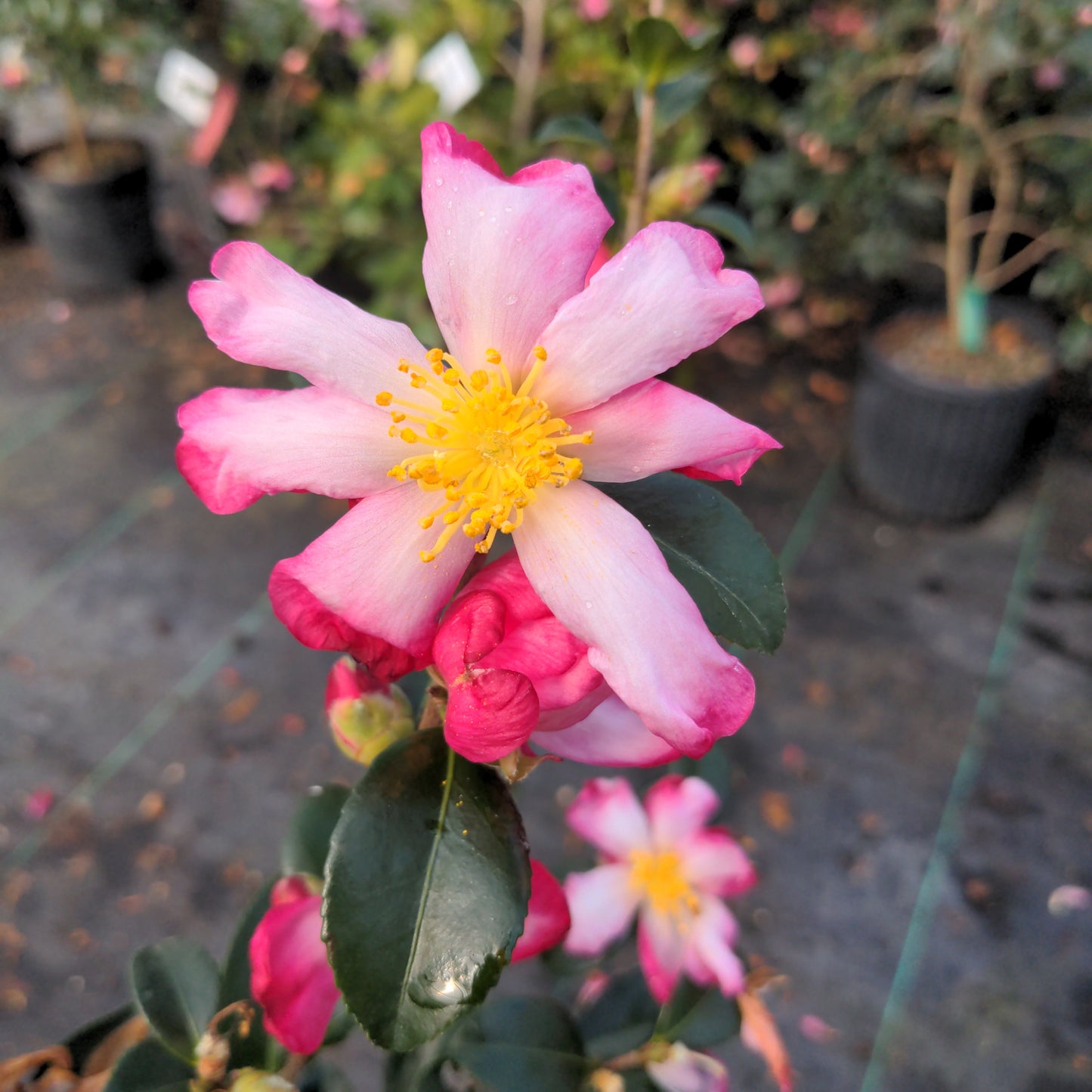 Camellia sasanqua 'Hana-nana'