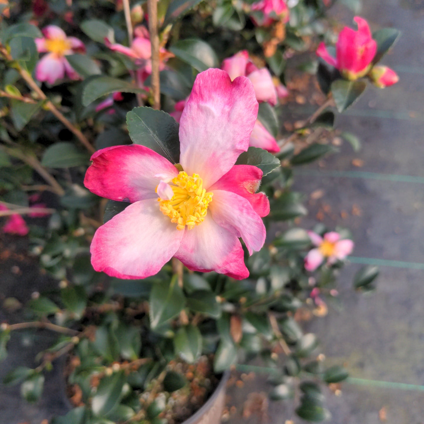 Camellia sasanqua 'Hana-nana'