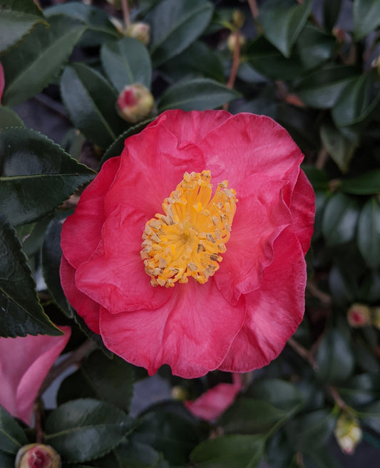 Camellia 'Almost Orange'