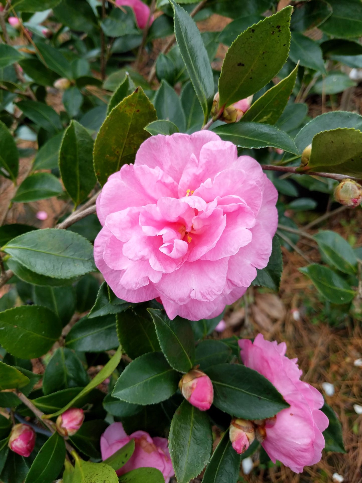 Camellia sasanqua 'Angel's Kiss' at Camellia Forest Nursery. Fall blooming, pink.