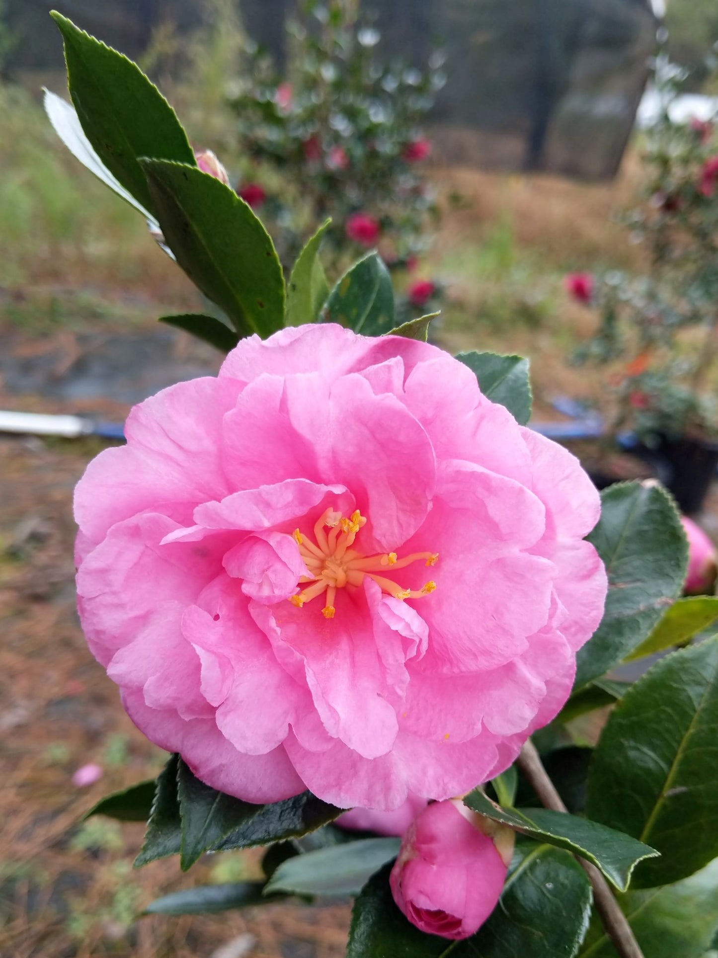 Camellia sasanqua 'Angel's Kiss' at Camellia Forest Nursery. Fall blooming, pink.