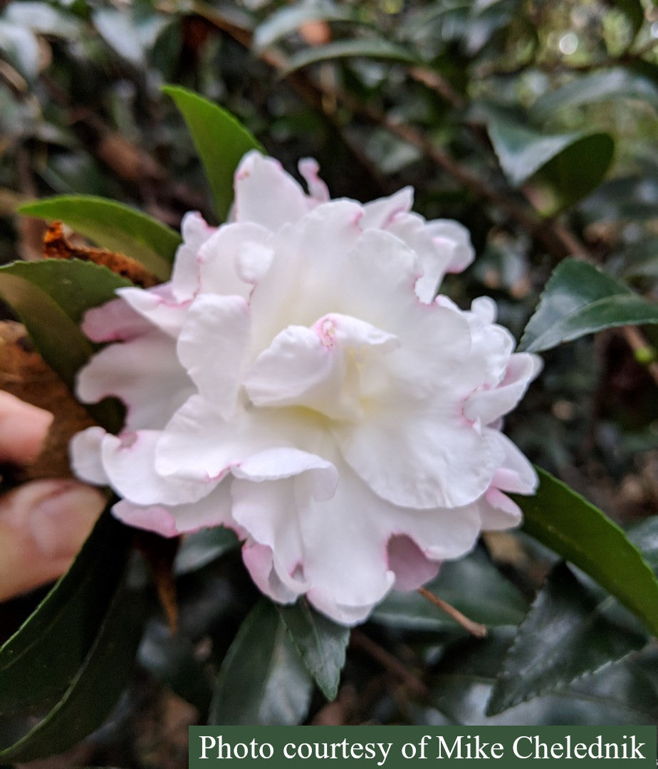 Camellia sasanqua 'Autumn Delight'