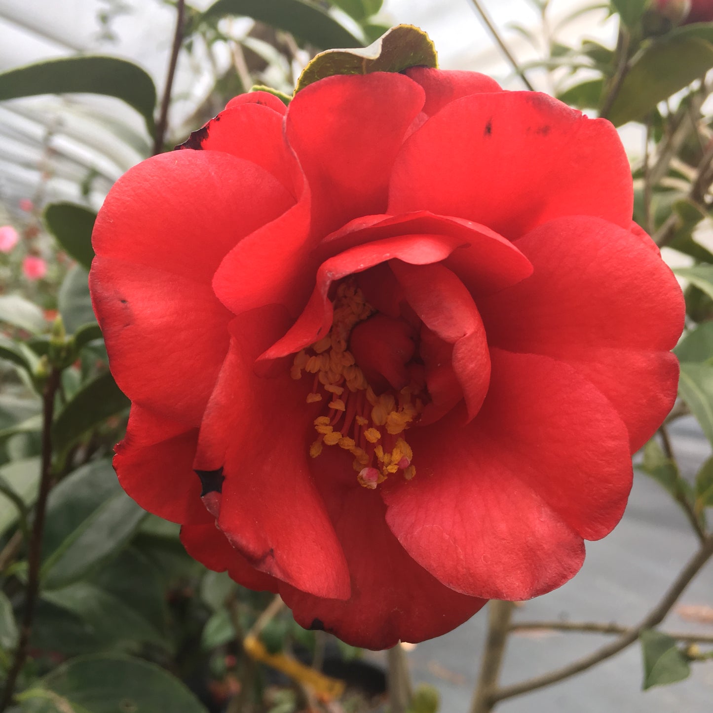 Camellia japonica 'Burgundy Boy'