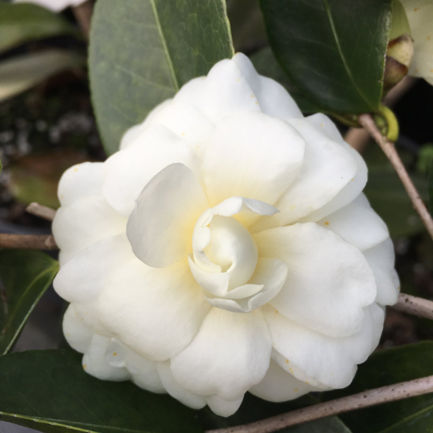 Camellia 'Buttermint'