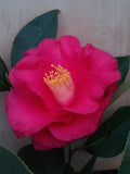 Camellia japonica 'Red Aurora' at Camellia Forest Nursery