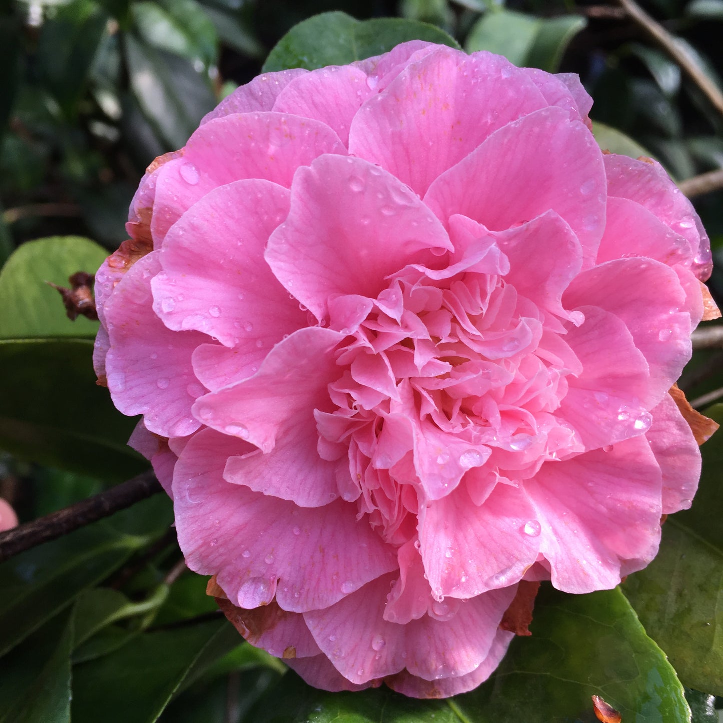Camellia 'Cile Mitchell'