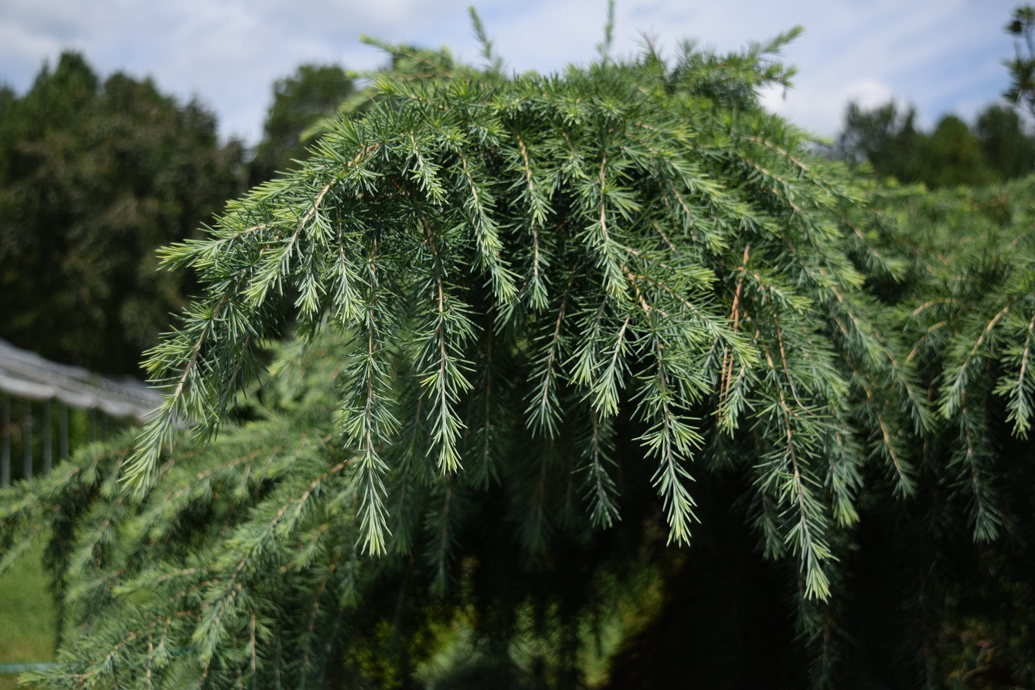 Cedrus deodara 'Feelin Blue' – Camellia Forest Nursery