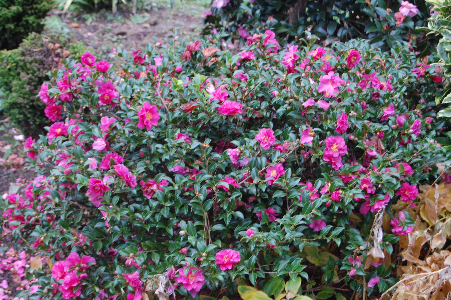 Camellia sasanqua 'Dwarf Shishi'